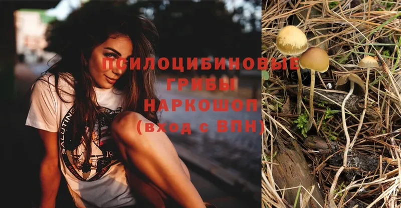 как найти   Кашира  Псилоцибиновые грибы Cubensis 